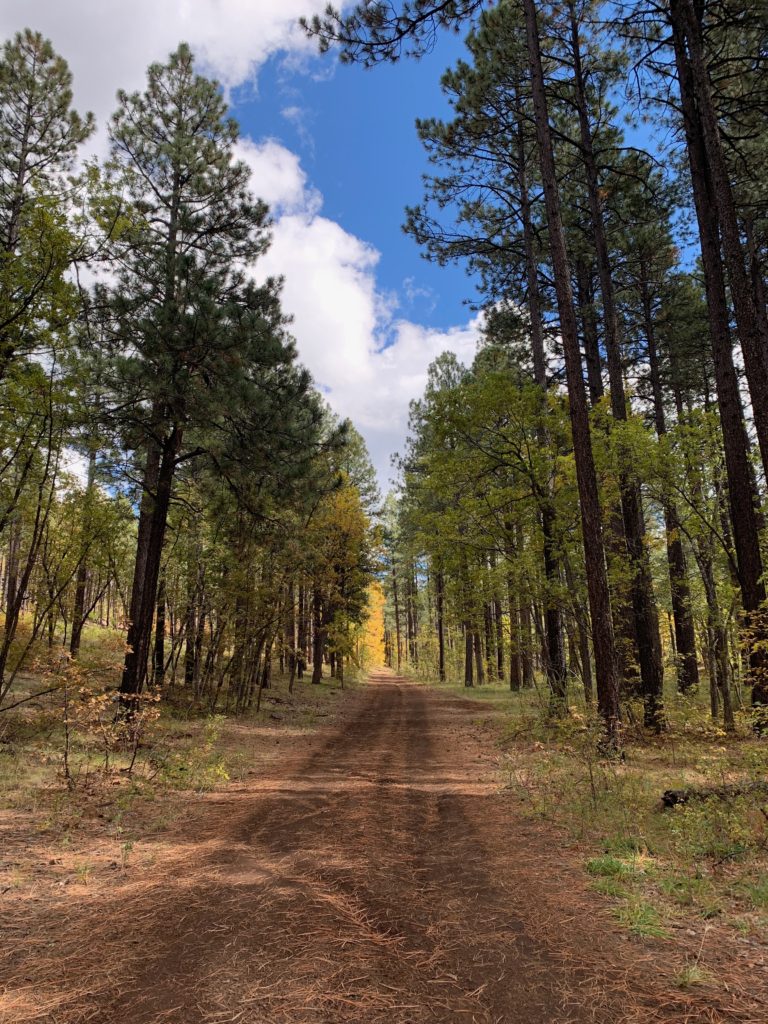 Things to do in Pinetop Arizona restaurants hikes adventures off roading 8